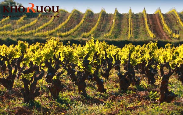 Rượu vang Pháp Cotes du Roussillon village MOULIN DU JAS