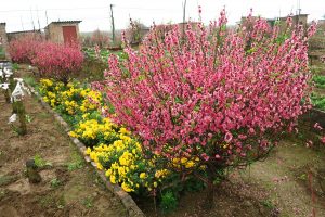 Đào Nhật Tân – nét đẹp quà tết ất mùi 2015