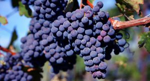 Merlot- giống nho đỏ yêu kiều diễm lệ