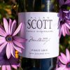 Rượu vang New zealand Allan Scott - Pinot Gris