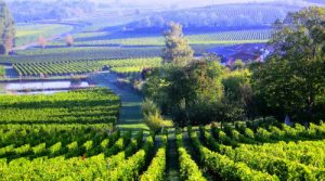 Bordeaux: Vùng sản xuất rượu lớn nhất bờ Đại Tây Dương