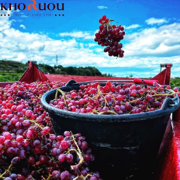 Rượu vang đỏ: Yếu tố tạo nên hương vị và cấu trúc "chất lừ"