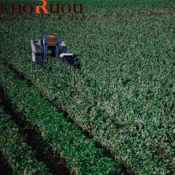 Rượu vang đỏ: Yếu tố tạo nên hương vị và cấu trúc "chất lừ"