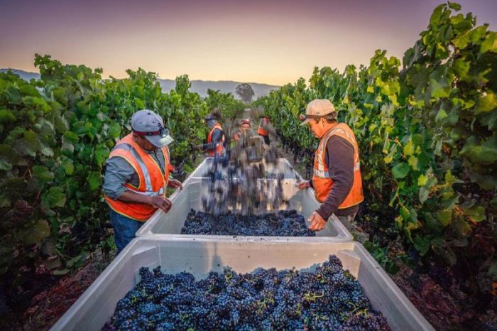 Rượu Vang Ý Perano Riserva Chianti Classico