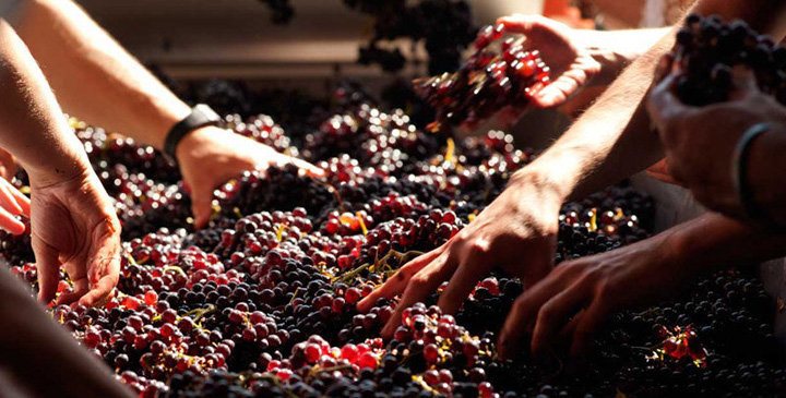 Rượu Vang Ý Tenuta Nuova Brunello Di Montalcino