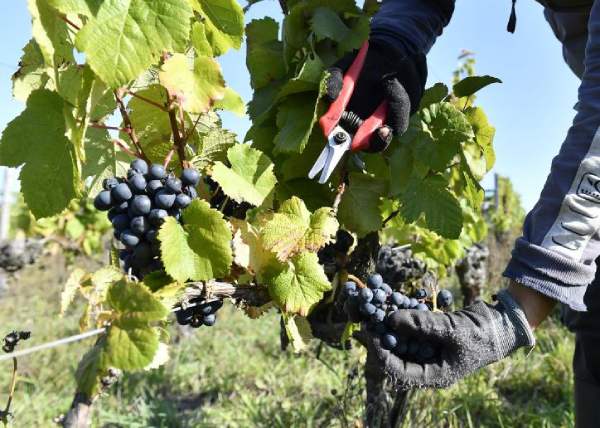 Rượu Vang Ý Tini Vino Rosso d’Italia