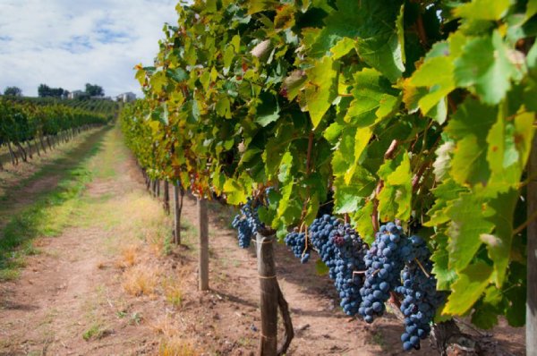 Rượu Vang Pháp Gevrey-Chambertin Champeaux Premier Cru, Grand Vin de Bourgogne