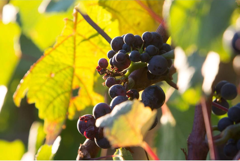 Rượu Vang Pháp Vosne-Romanee Cuvee Du Cerisier