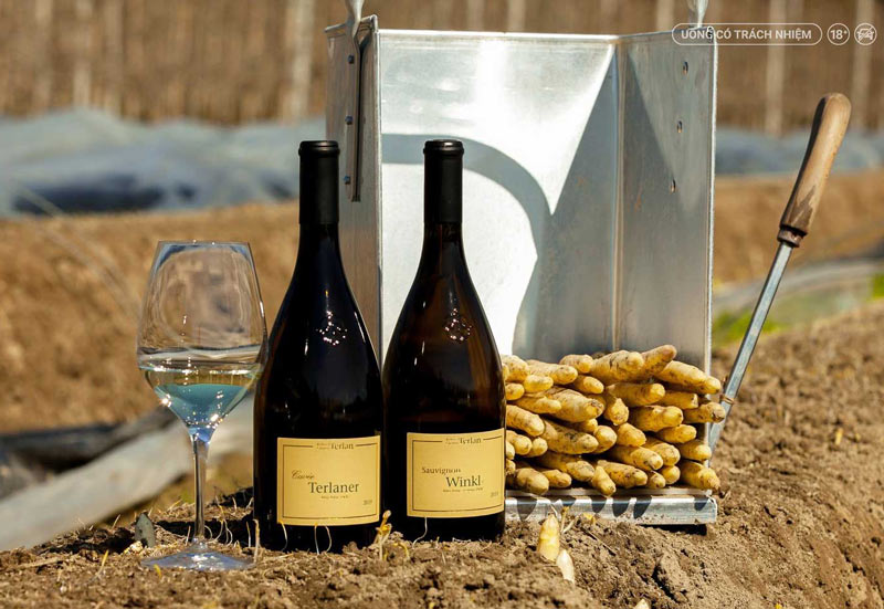 Rượu Vang Ý Cuvée Terlaner