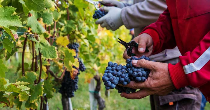 Nebbiolo