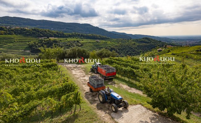 Rượu Vang Ý Bolla Soave Classico DOC