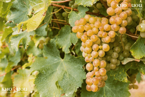 Giống nho Sauvignon Blanc