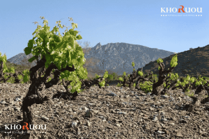 Languedoc-Roussillon - Hành trình khám phá vang miền Nam nước Pháp