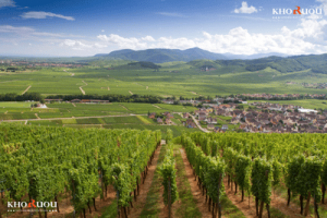 Rượu vang vùng Alsace - Vẻ đẹp tinh tế của vang Pháp