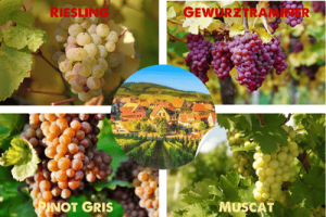 Rượu vang vùng Alsace - Vẻ đẹp tinh tế của vang Pháp